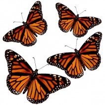 Butterfly's: Their Predators and How They Avoid Them - Cloverlawn ...