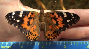 painted lady butterfly