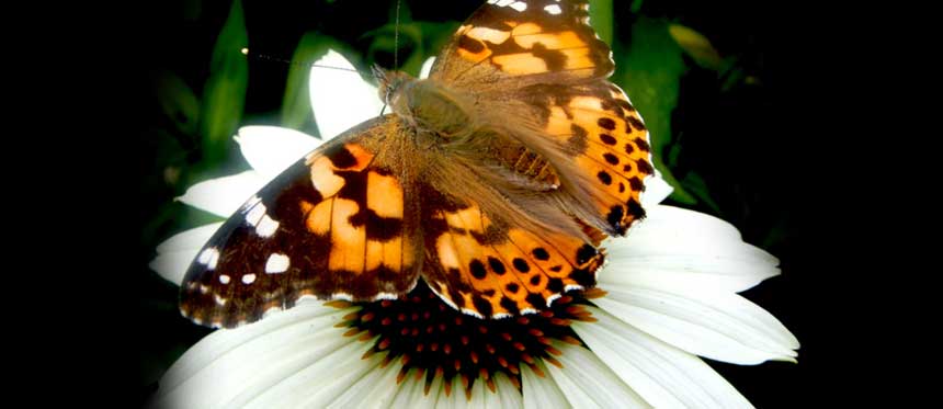 Answer Woman: When should you watch for migrating monarchs in WNC?