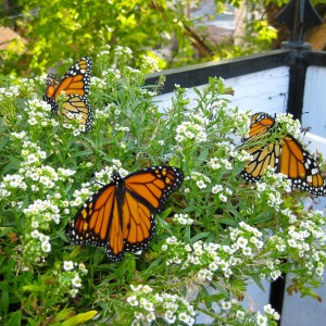 monarch flowers