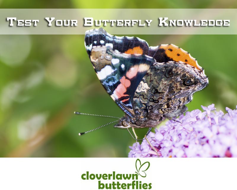 Test Your Butterfly Knowledge - Buy Butterflies to release from Cloverlawn Butterflies