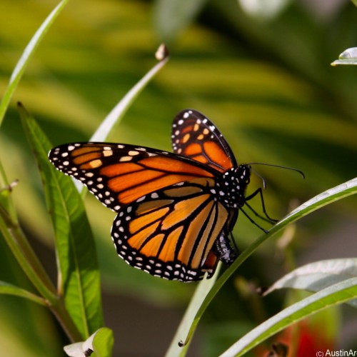 Butterfly Pictures Release Photo Album | Cloverlawn Butterflies