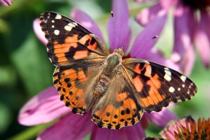 Butterfly Release Making Memories