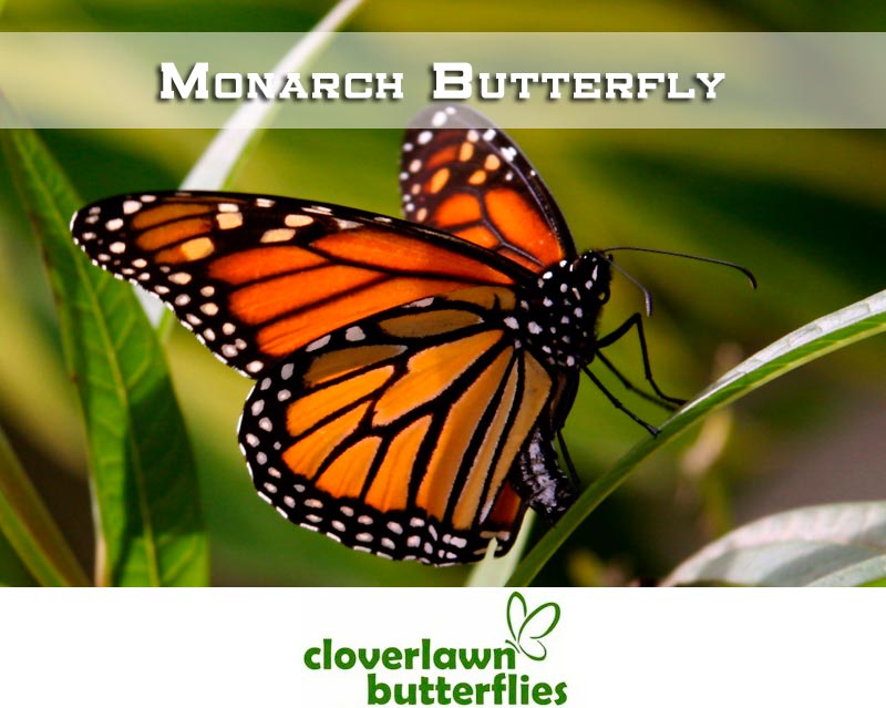 Monarch Butterfly - Buy Butterflies to release from Cloverlawn Butterflies