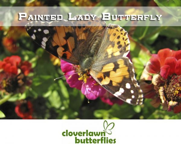 Painted Lady Butterfly Information And Painted Lady Butterfly Release