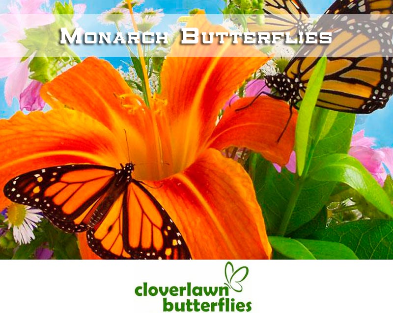 Monarch Butterflies - Buy Butterflies to release from Cloverlawn Butterflies
