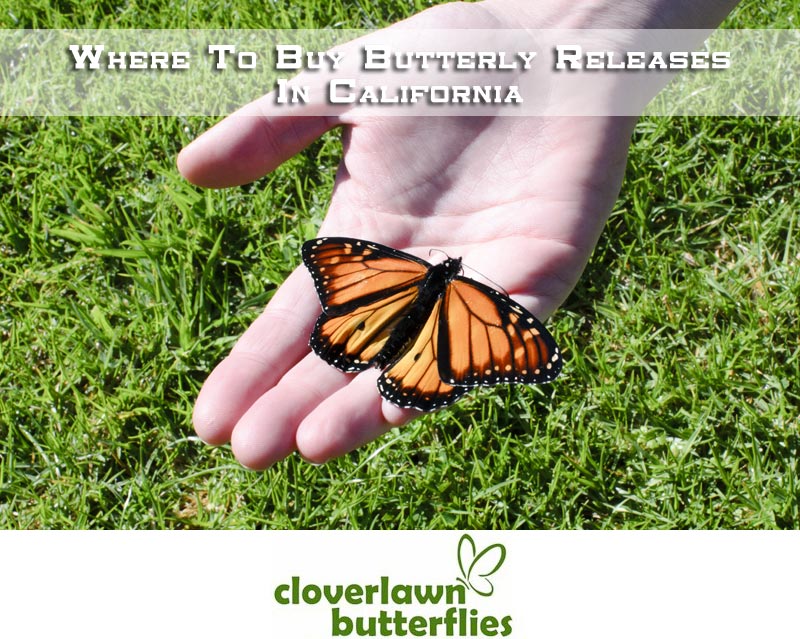Where To Buy Butterflies To Release In California - Cloverlawn Butterflies Answers