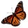 Butterfly Release Icon