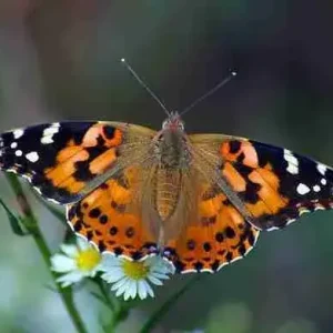 painted-lady-butterflies-for-release