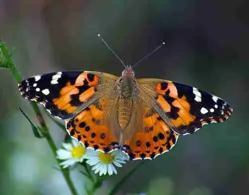 painted-lady-butterflies-for-release