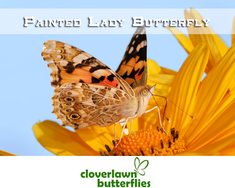 Painted Lady Butterfly - Buy Butterflies to release from Cloverlawn Butterflies
