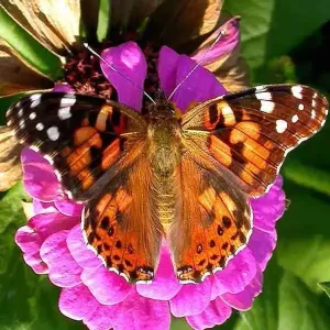 Painted Lady