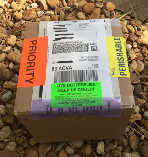 Shipping box labeled Priority and Perishable for live butterfly delivery