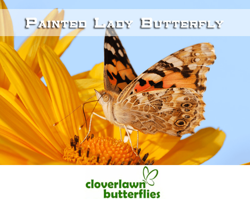 Painted Ladies Butterflies - Buy Butterflies to release from Cloverlawn Butterflies