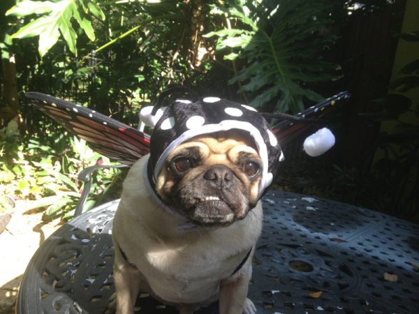 live-butterfly-release-company