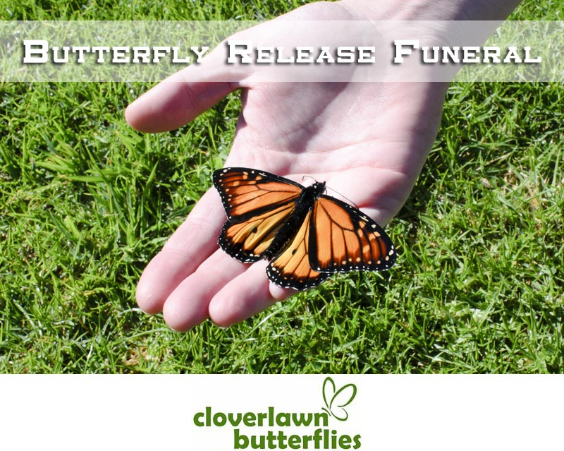 Butterfly Release Funeral - Buy Butterflies to release at funeral services