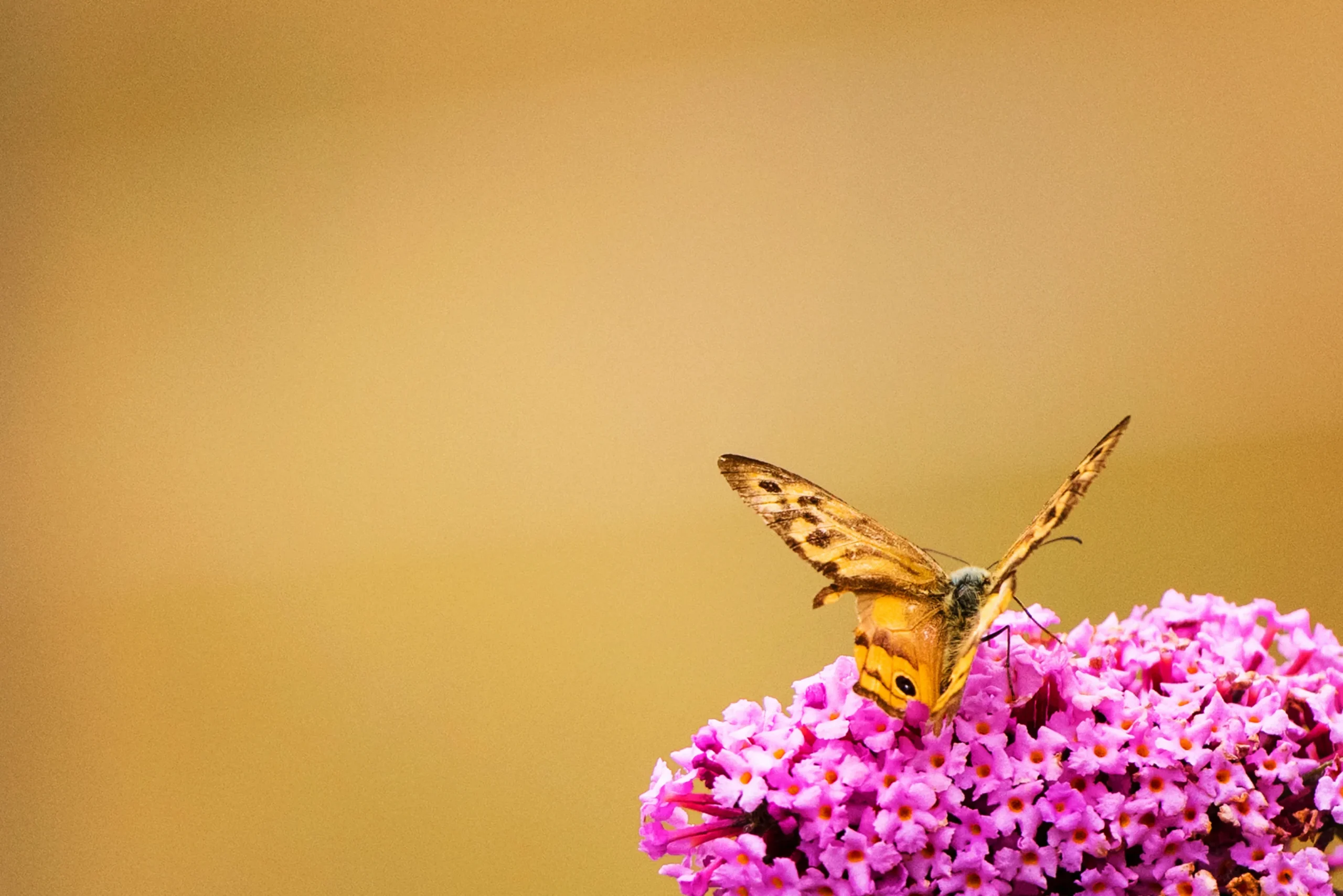 A close up of a Butterfly