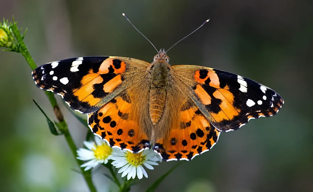 Memorial Butterfly Release